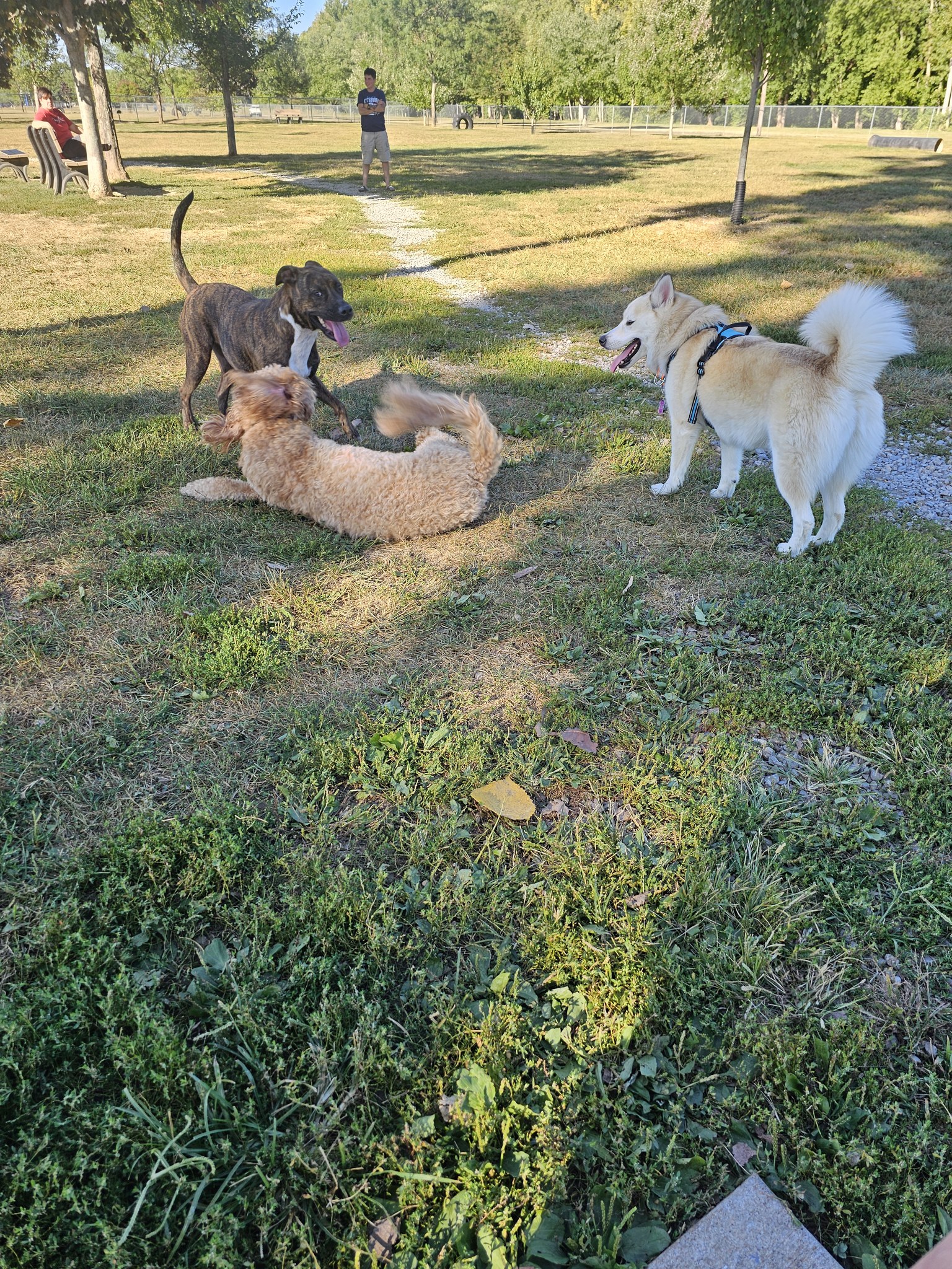 Riverside Puppy Park Rovers
