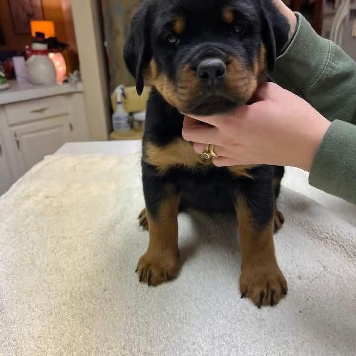 Rottweiler puppies for adoption | Nobody wants us? 🥺💔 Please, someone ...