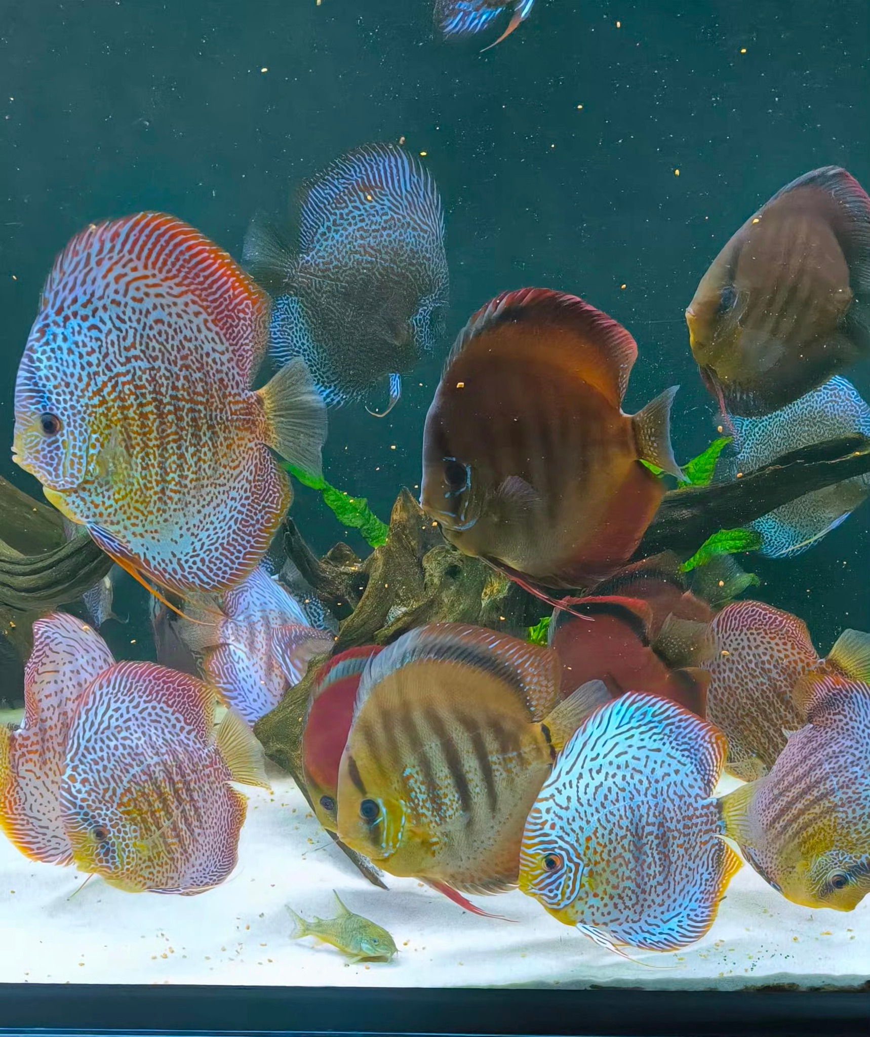 Discus Santarem Poland | Zary