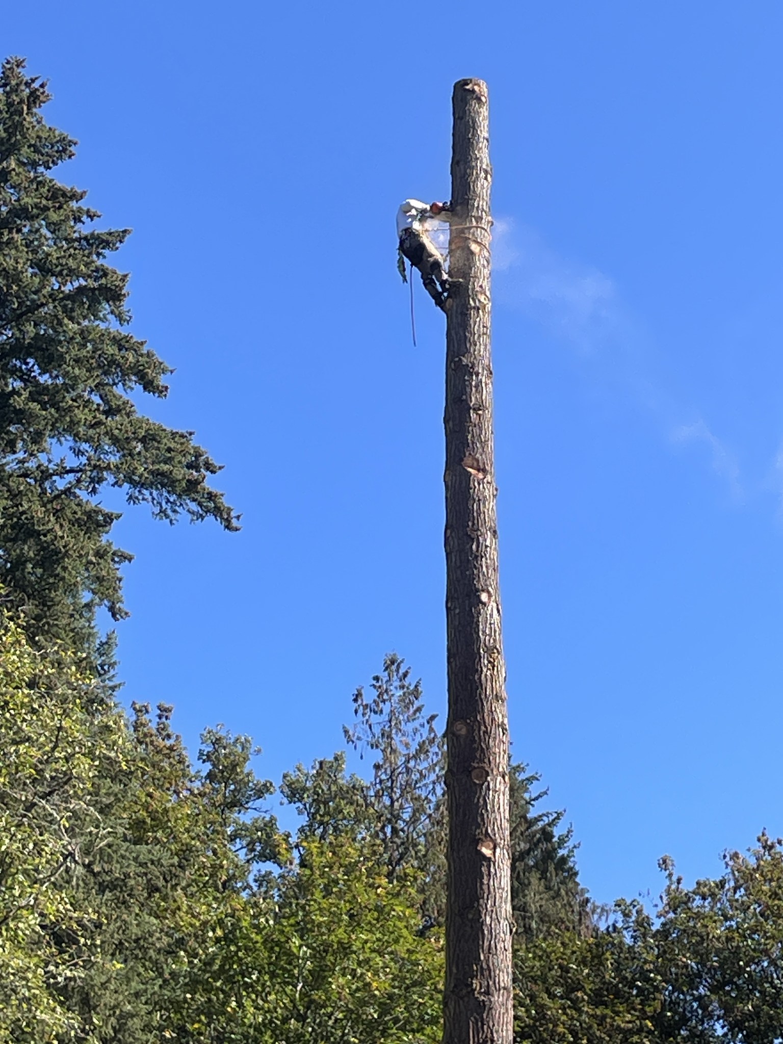 Jake of All Trades Tree Service