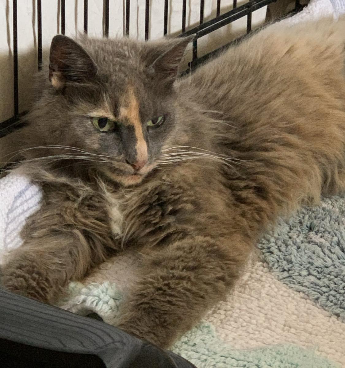 Winnie’s Cat Rescue