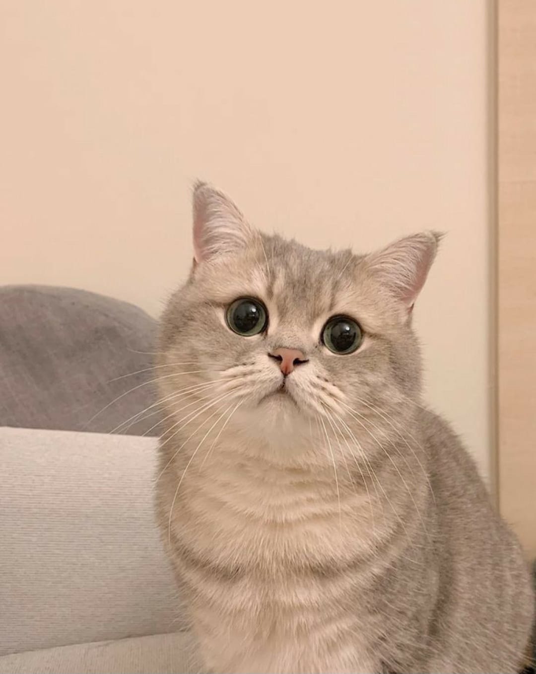 Kittywithyou