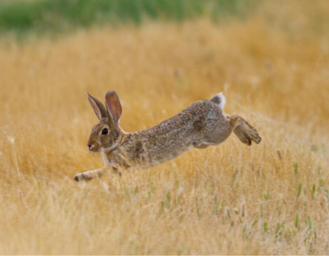 Rabbit Run Beagle Club | Somerset KY