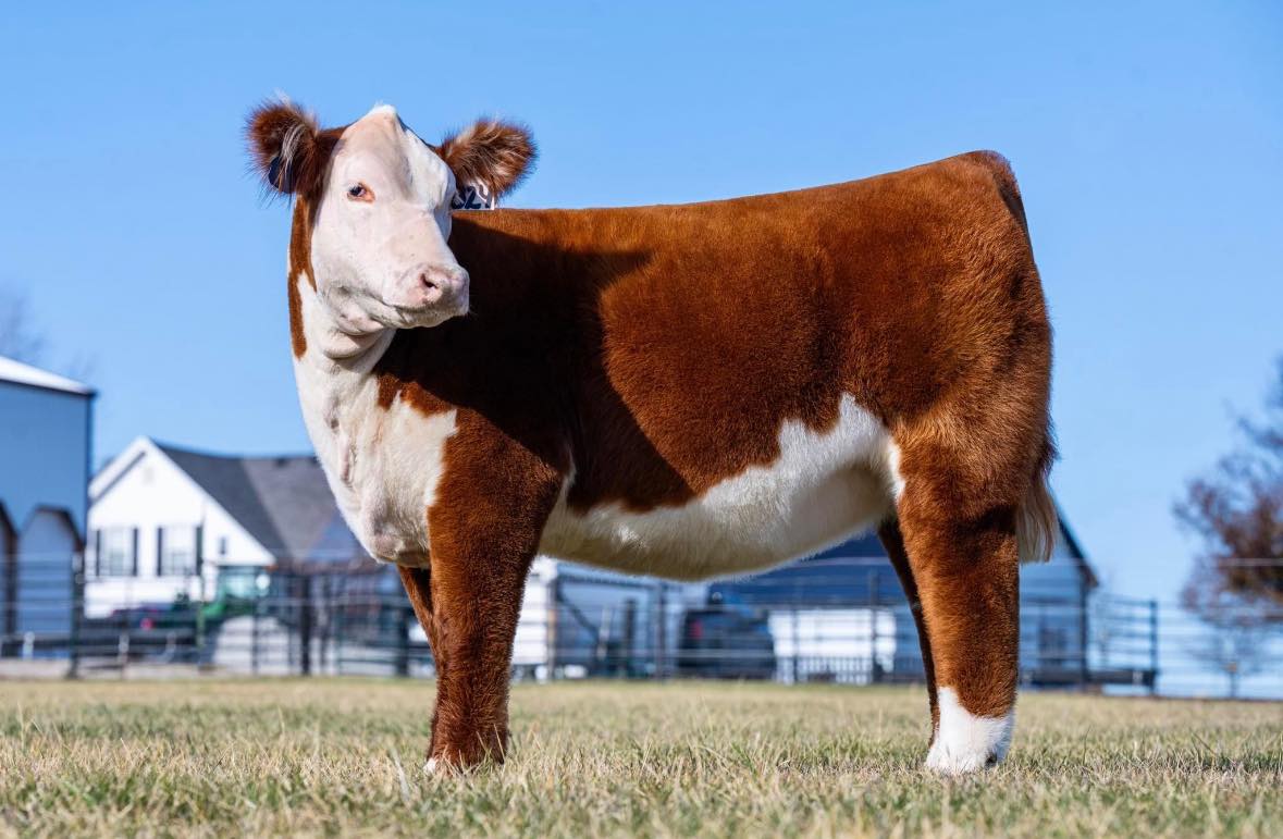 Iron - It is sale day at Iron Creek and Drake! See the catalog, videos ...