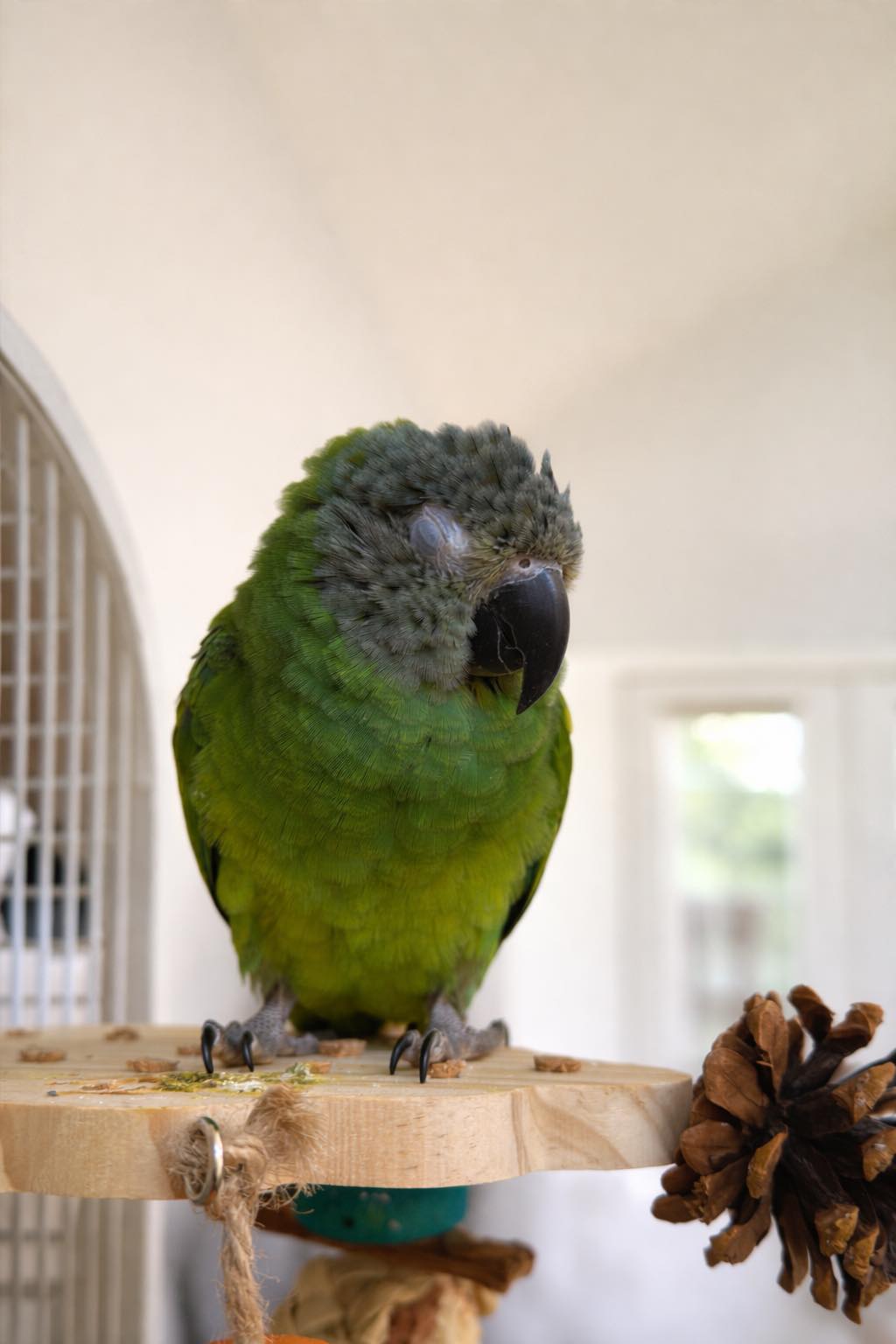 Olive the Birb | Orlando FL
