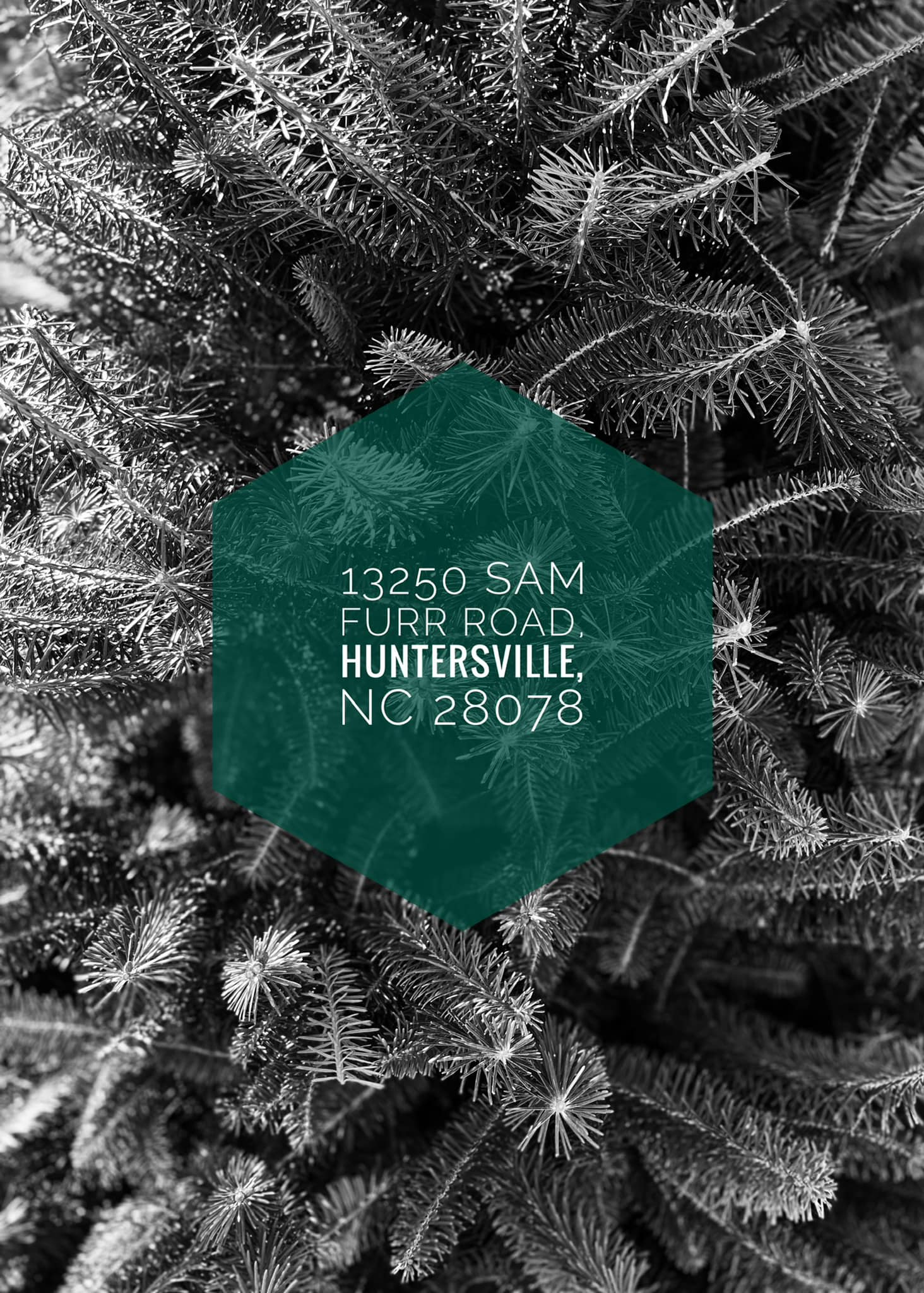 Mile - 🚨 Screenshot for later! 🚨 📍Mile High Tree Farm at Moravian ...