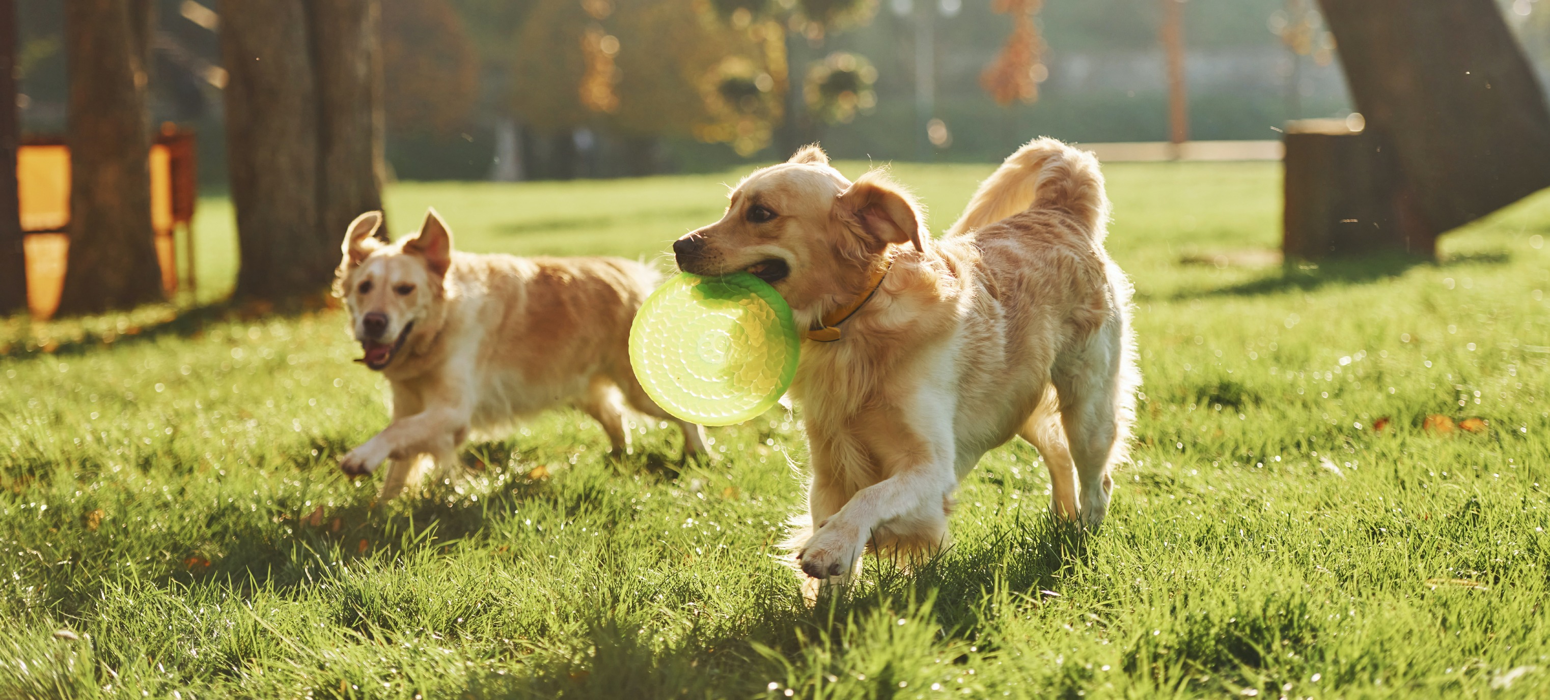 Bark & Spark Pet Boarding