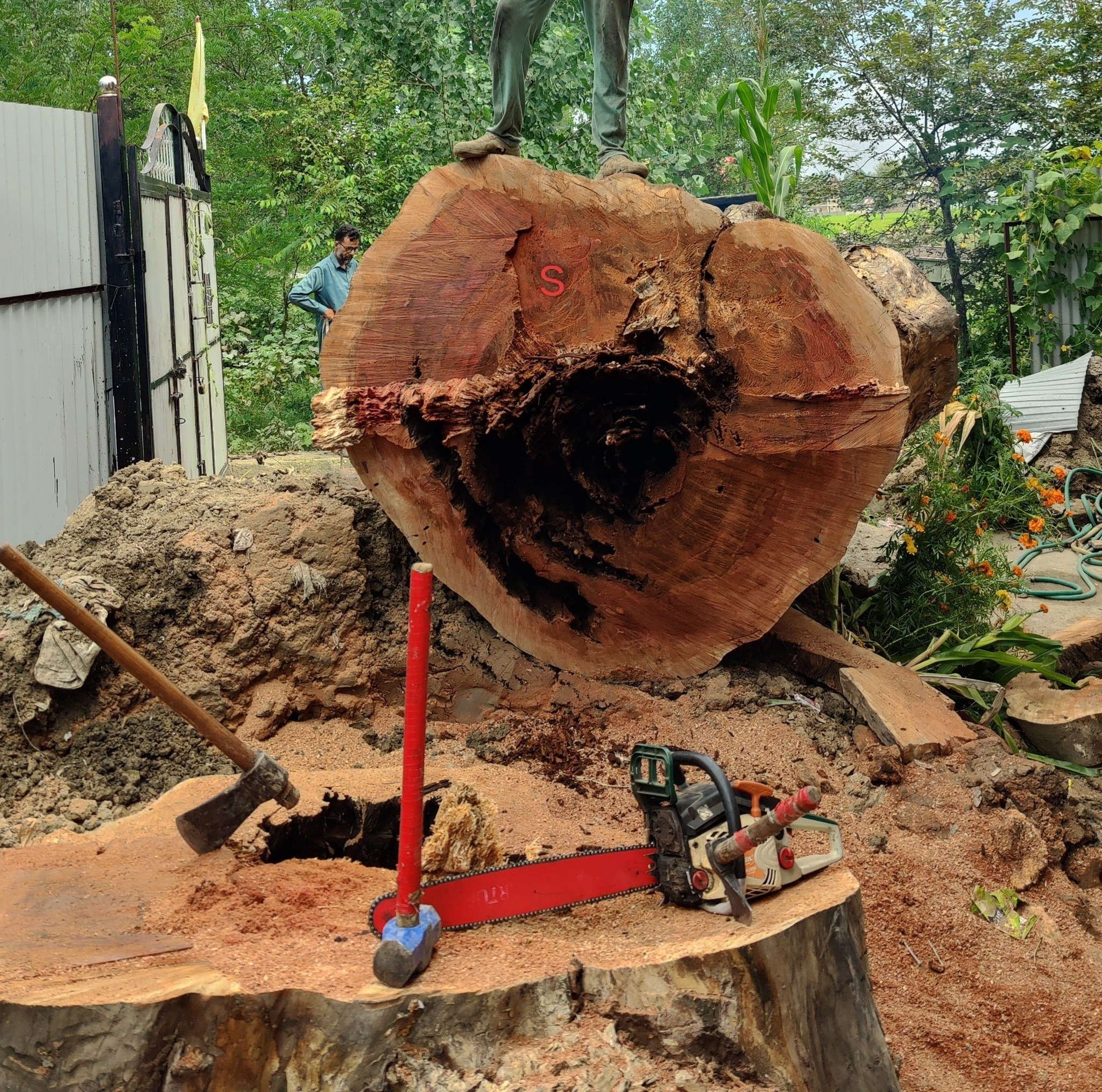 High-risk tree removal job 🌲.. #woodworking #woodcutting #woodwork # ...