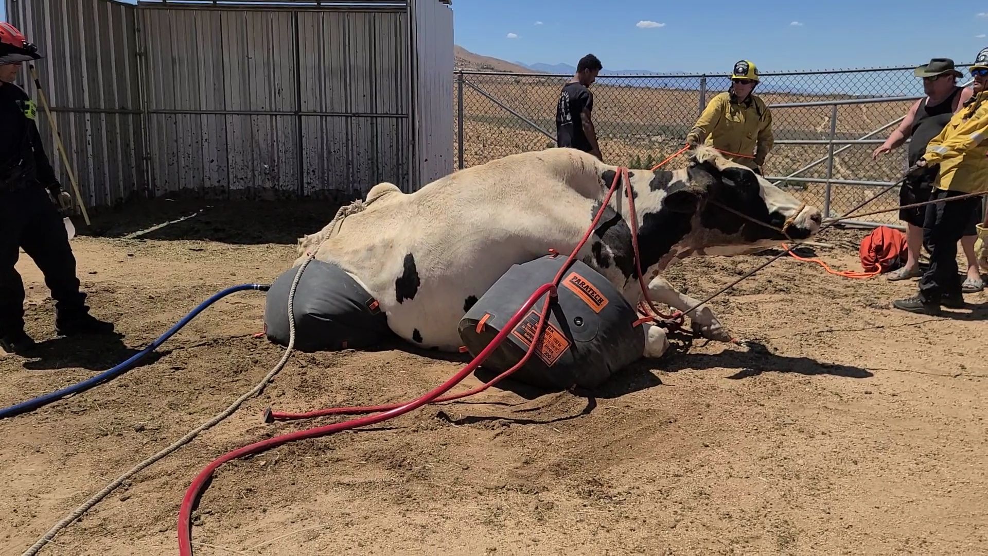 Large Animal Disaster Rescue training
