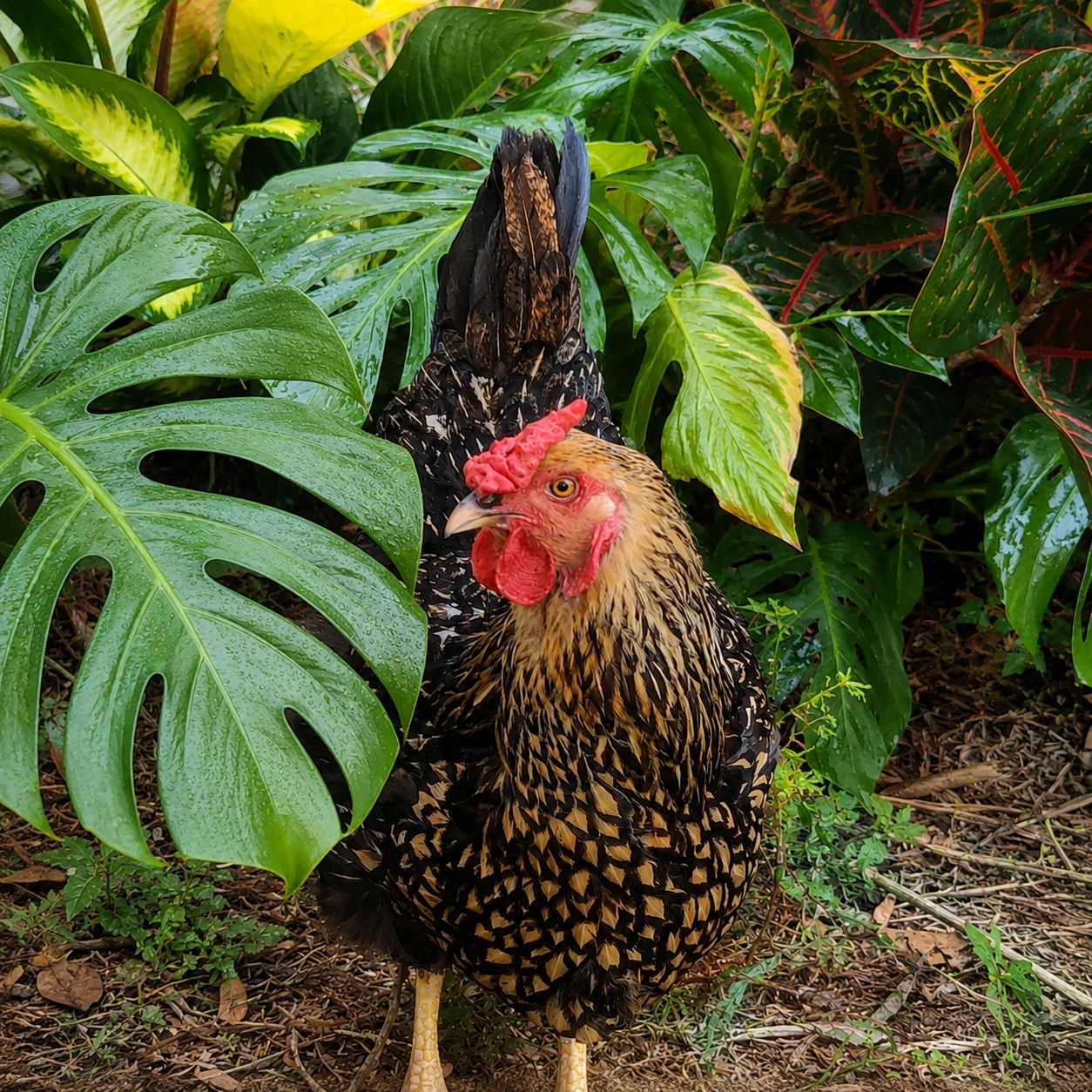 Our 3 layer tal DIY chick... - Chirps & Flora Homestead | Facebook