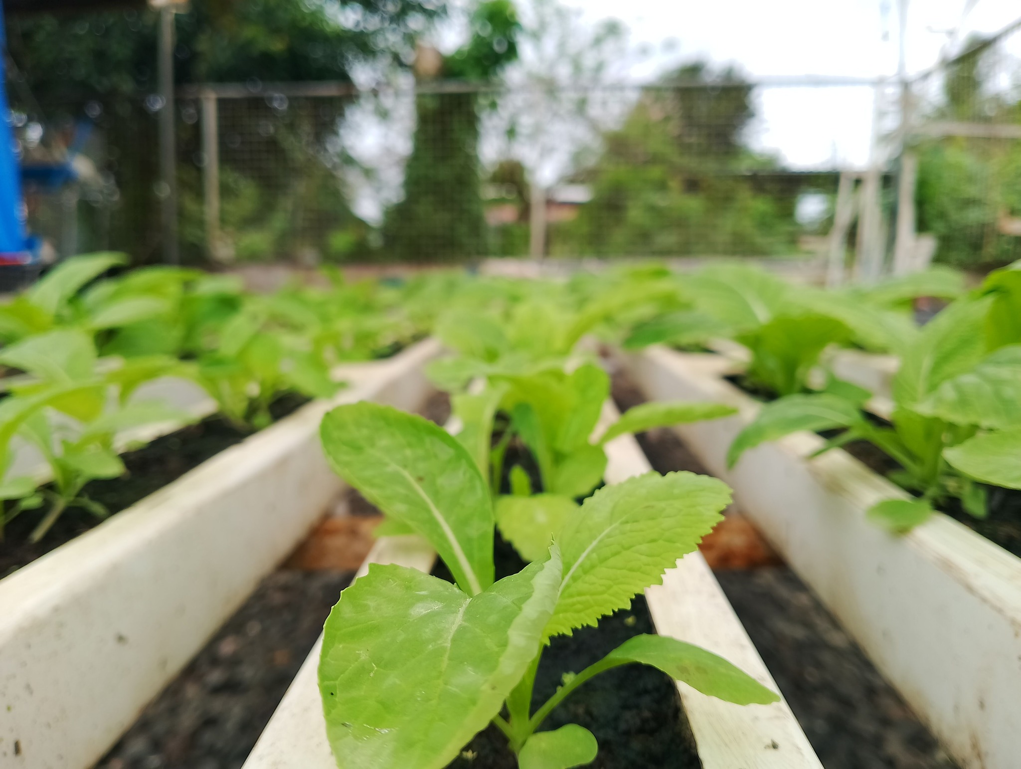 The Farm Project PH | Quezon