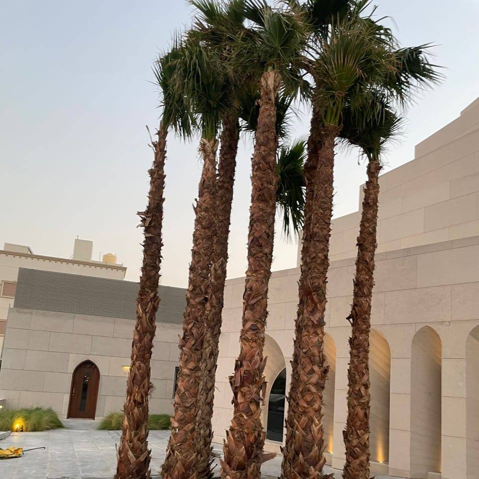اهوازي للنخيل 🇰🇼 دولة الكويت 🇰🇼 محمد الاهوازي قبل تنظيف وتكريب النخيل ...