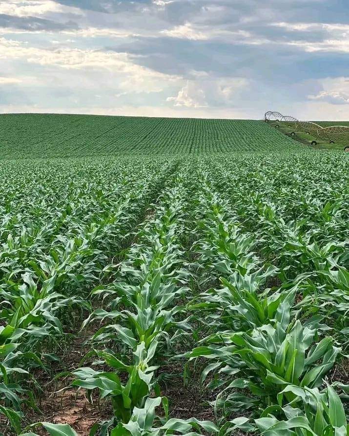 Let’s get to know... - The Seed and Agriculture Foundation | Facebook