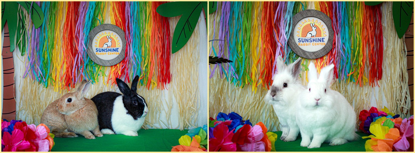 Sunshine Rabbit Center | Long Beach CA