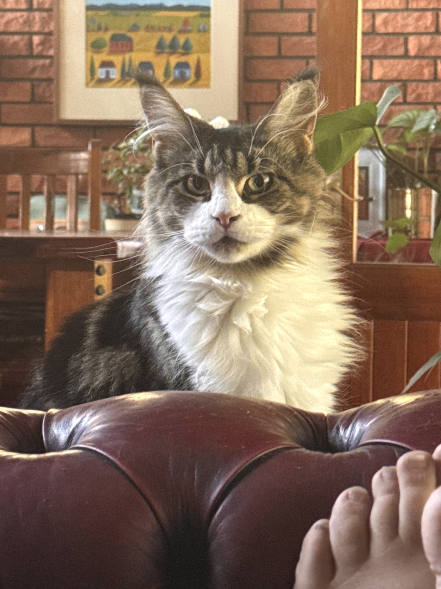 Astrid sparkle hoy exploring her new digs!!! | Borrenji Maine Coons