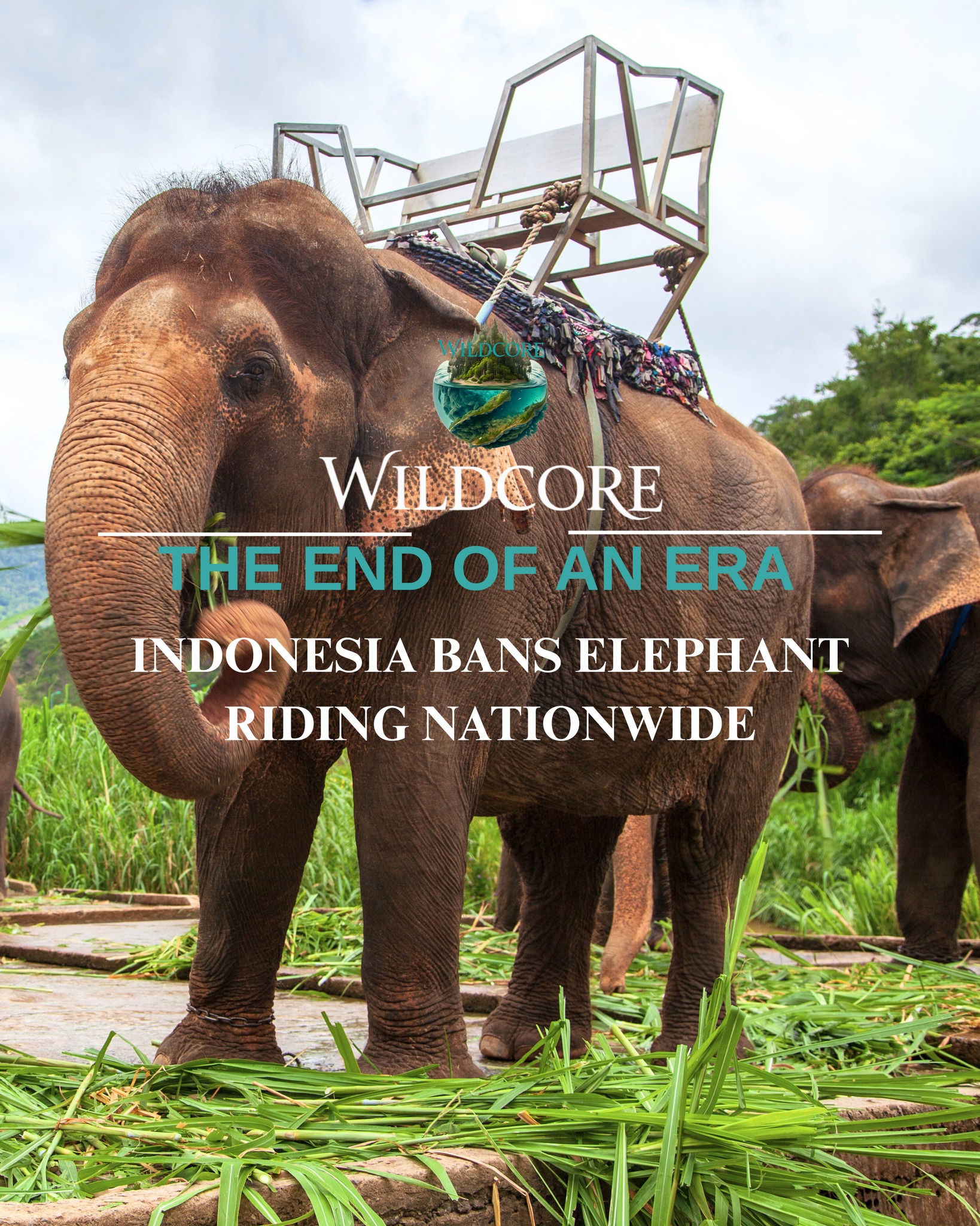 Wildcore - 🐘 BIG NEWS: A Massive Win for Wildlife! 🇮🇩 It’s official ...
