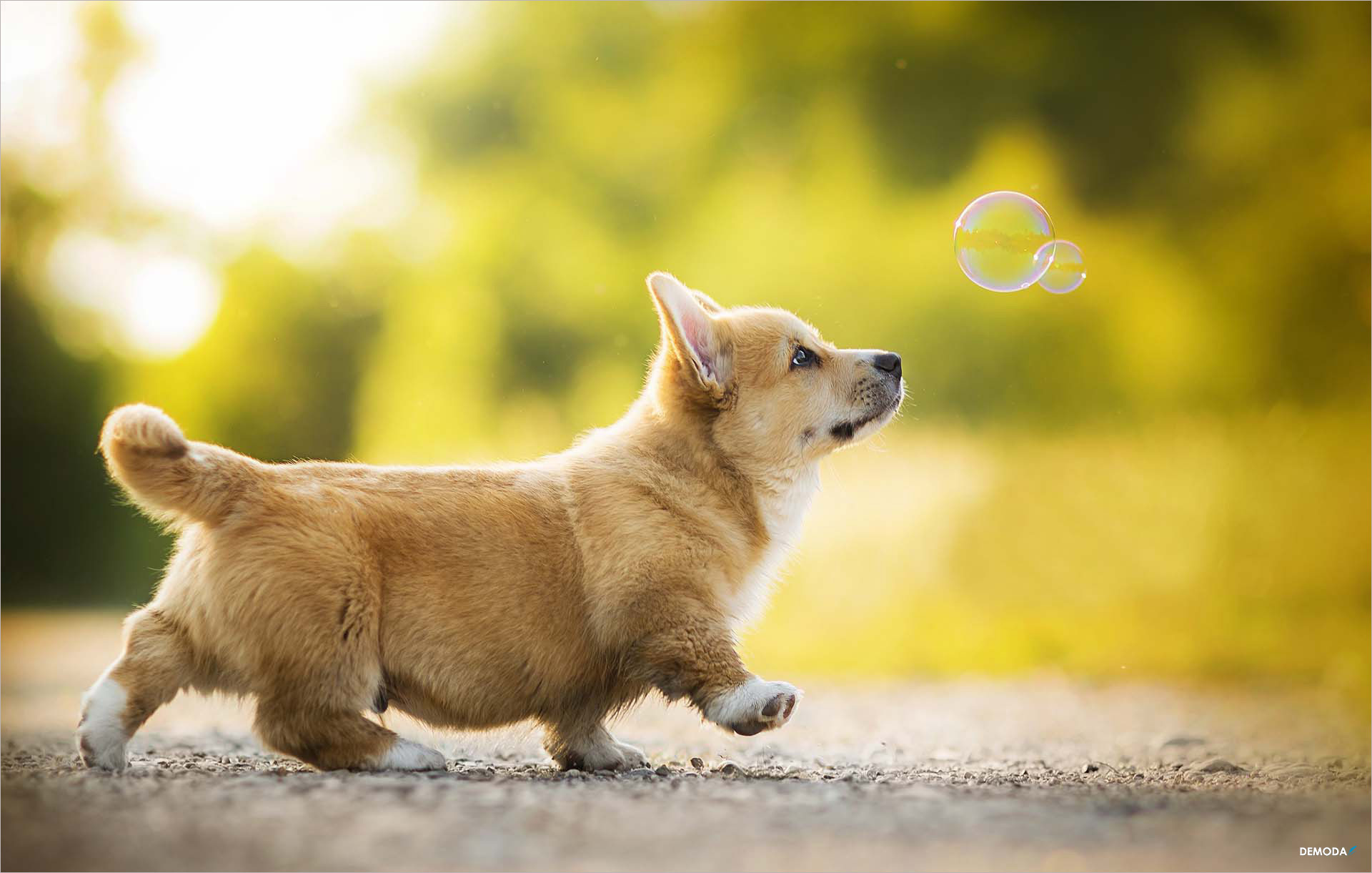 𝐊𝐞𝐚𝐧𝐮 𝐑𝐞𝐞𝐯𝐞𝐬 𝐢𝐬 𝐚 𝐭𝐫𝐮𝐞 𝐝𝐨𝐠 𝐥𝐨𝐯𝐞𝐫.🥰... - Big love dog rescue | Facebook