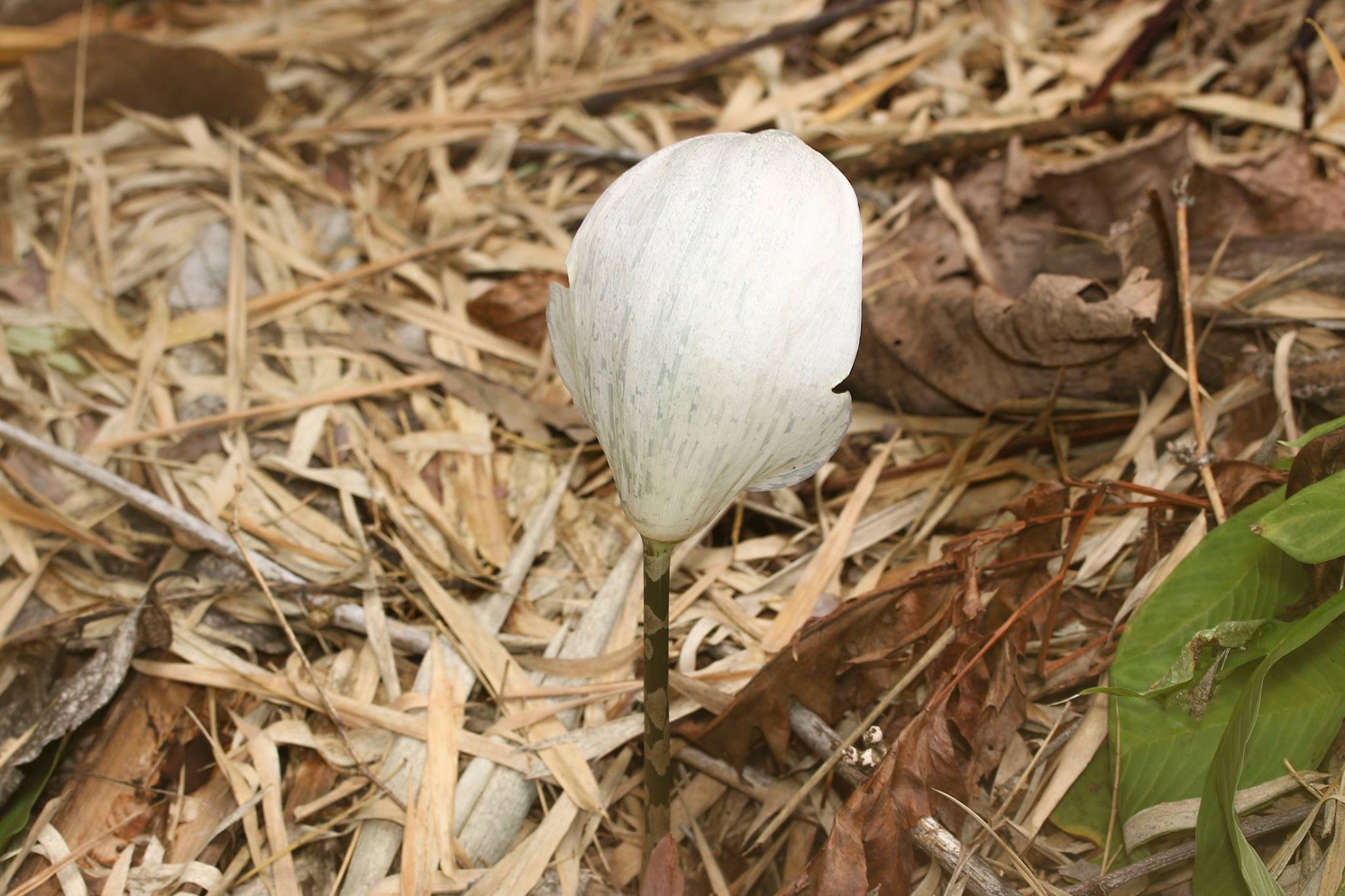 อีลอก Amorphophallus... - หอพรรณไม้ Forest Herbarium - BKF