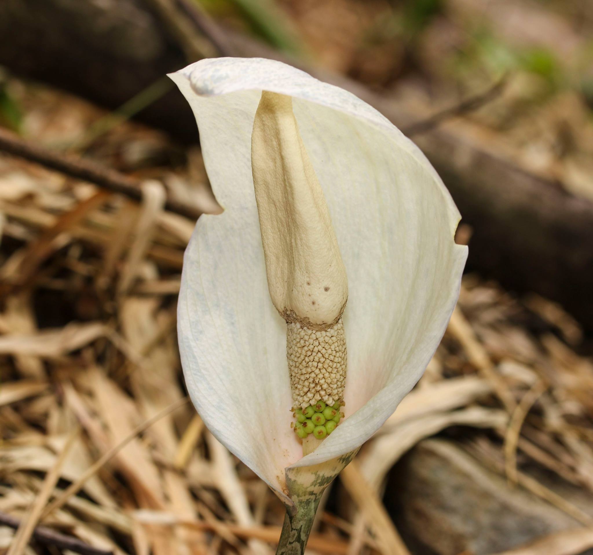 อีลอก Amorphophallus... - หอพรรณไม้ Forest Herbarium - BKF