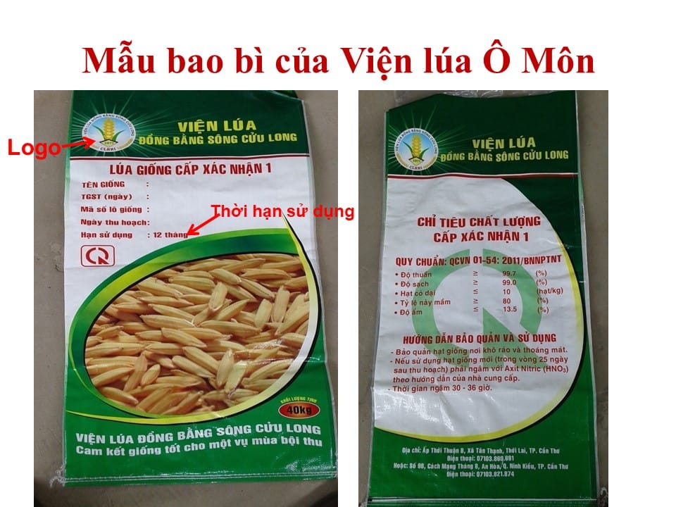 Lúa giống Viện lúa Ô Môn | Can Tho