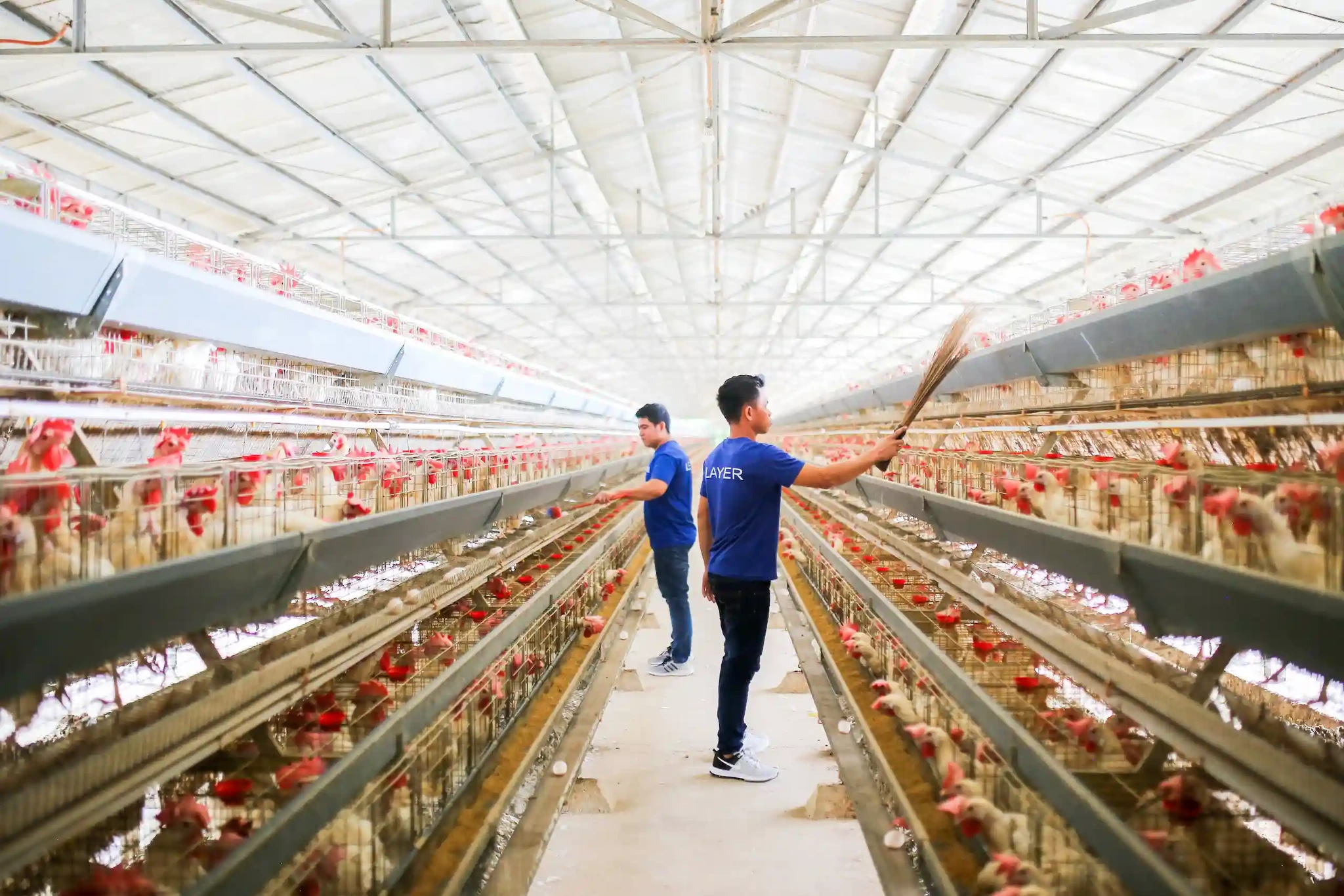 QPLC Dressed Chicken and Eggs | Baras