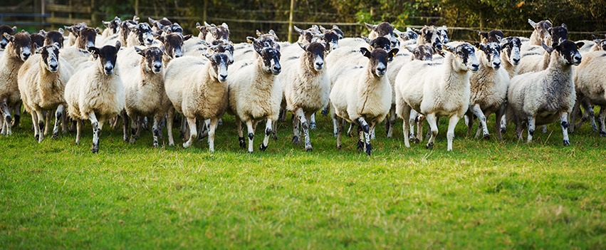 Black Sheep Library, LLC