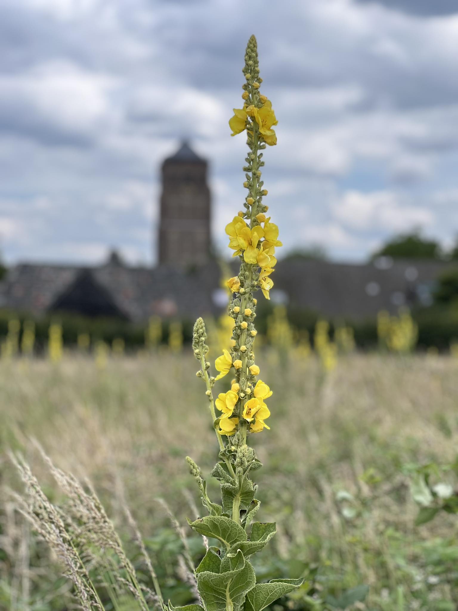 Rond de Toren Sambeek