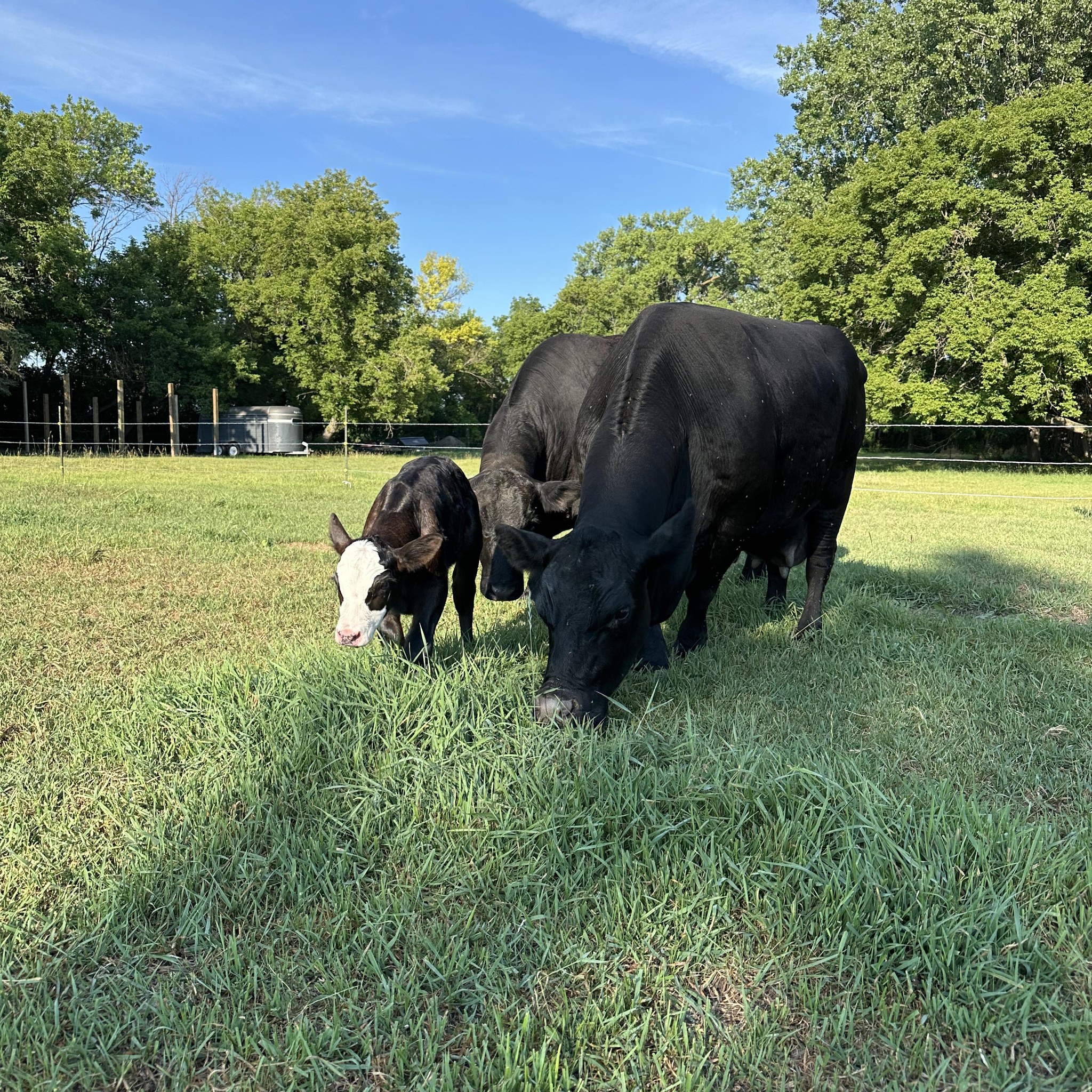 Sweet Treat. #cow #funny #happy #treatyourself | Smalls The Cow And Family