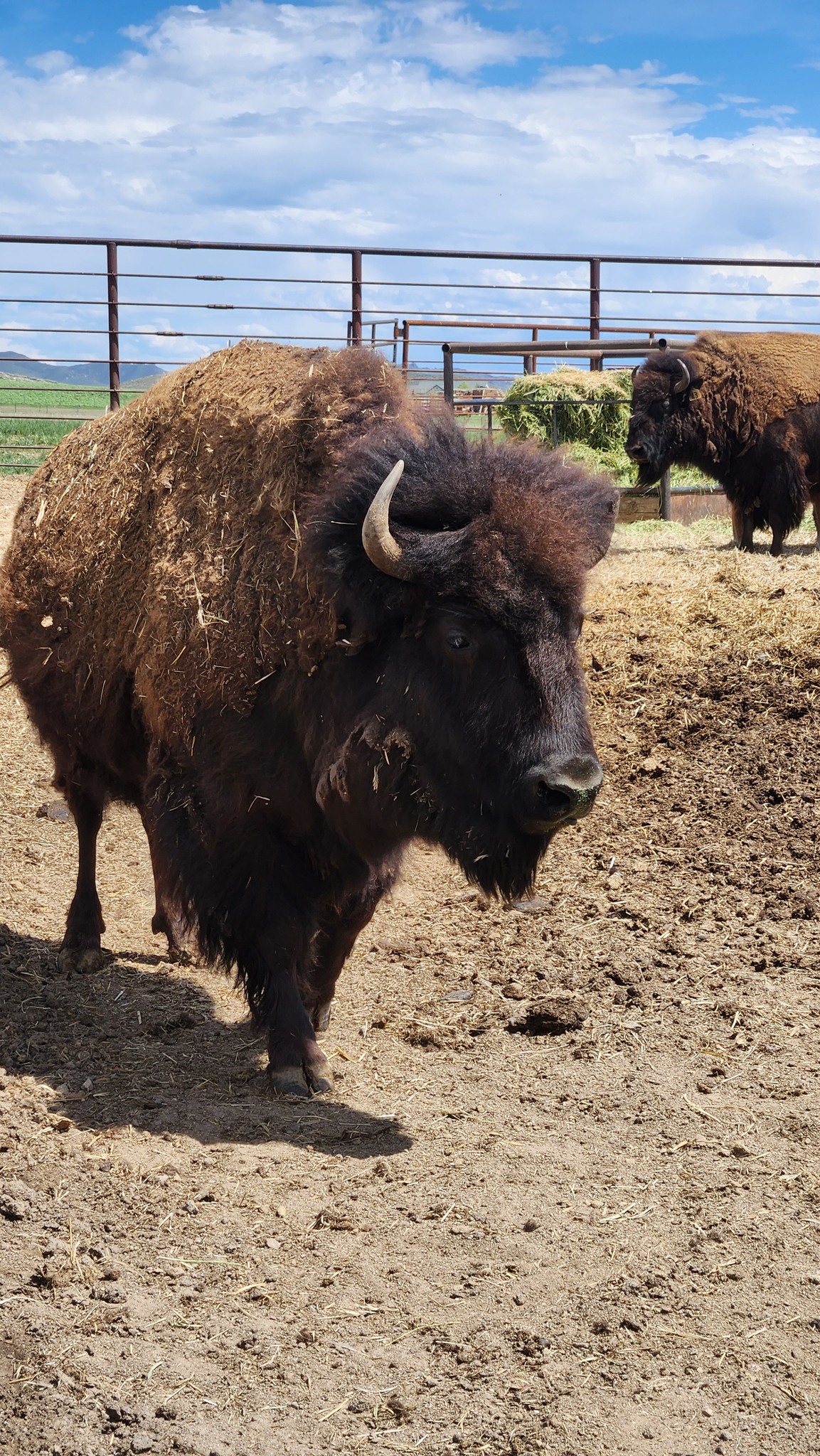 Camas Prairie Bison Ranch | Fairfield ID