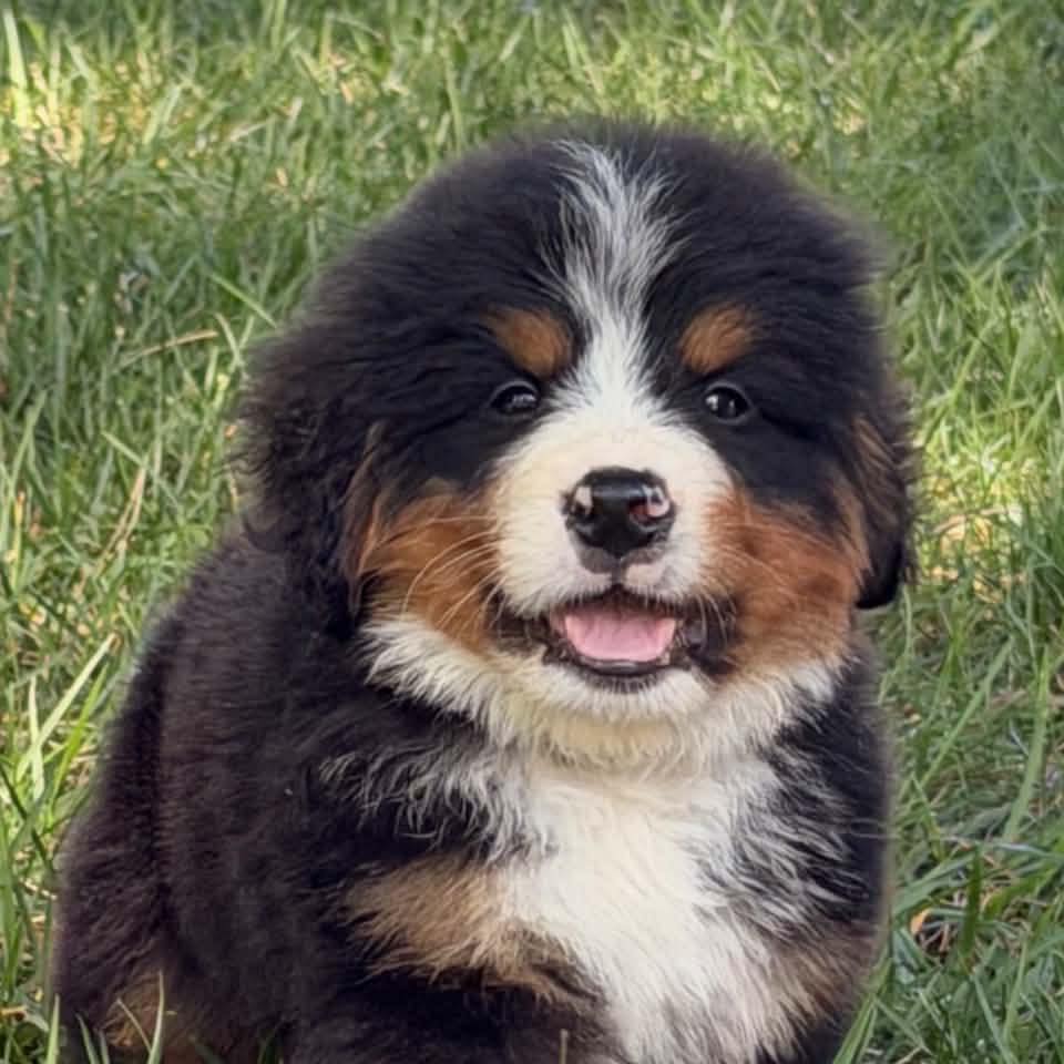 Found some plant roots to eat, so gross! #bernesemountaindog # ...