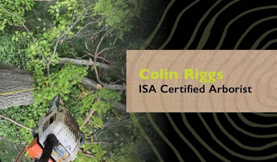 Riggs Tree Service | Waterford Township MI
