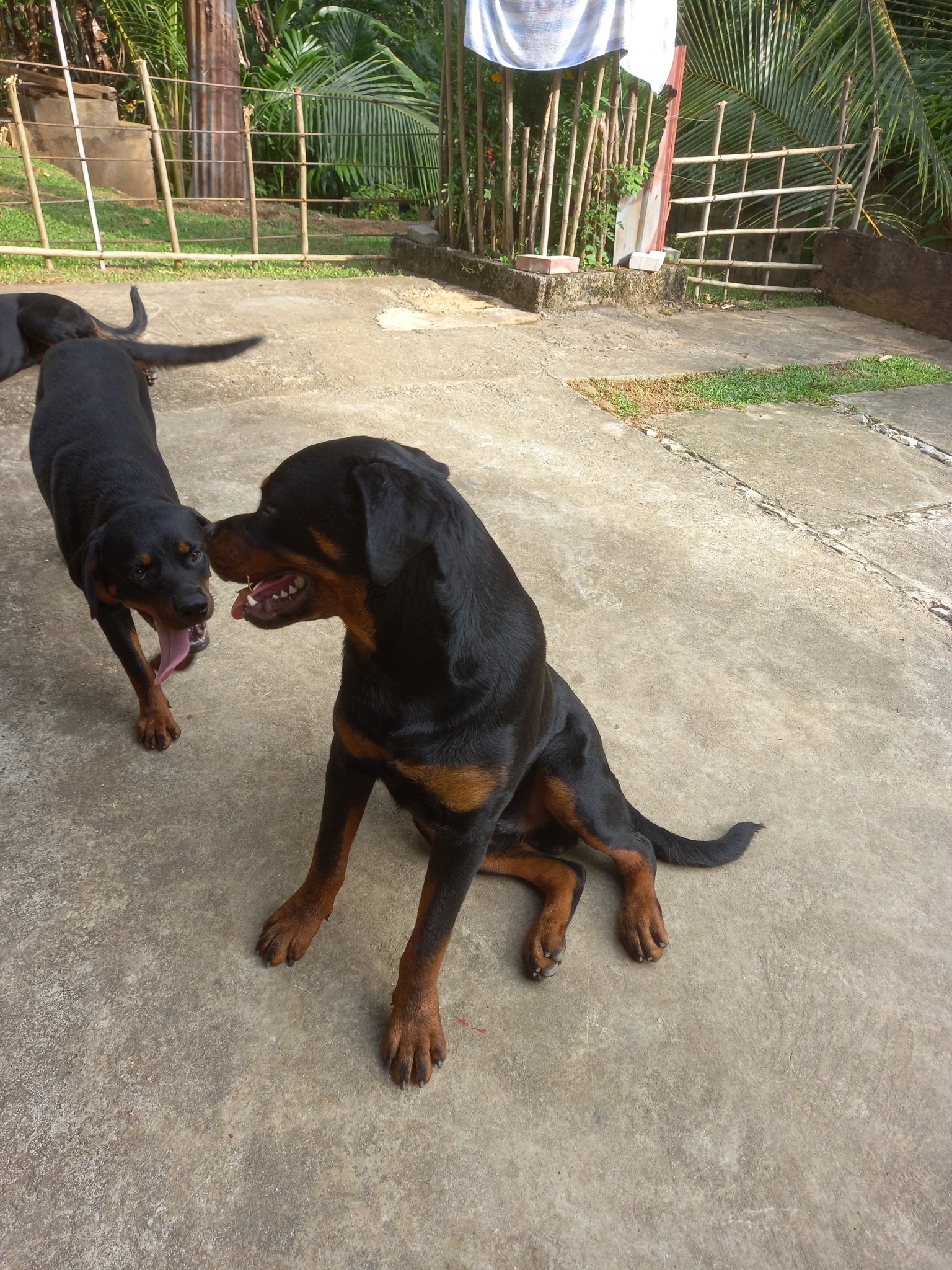 8 Miracle rottweiler on Reels