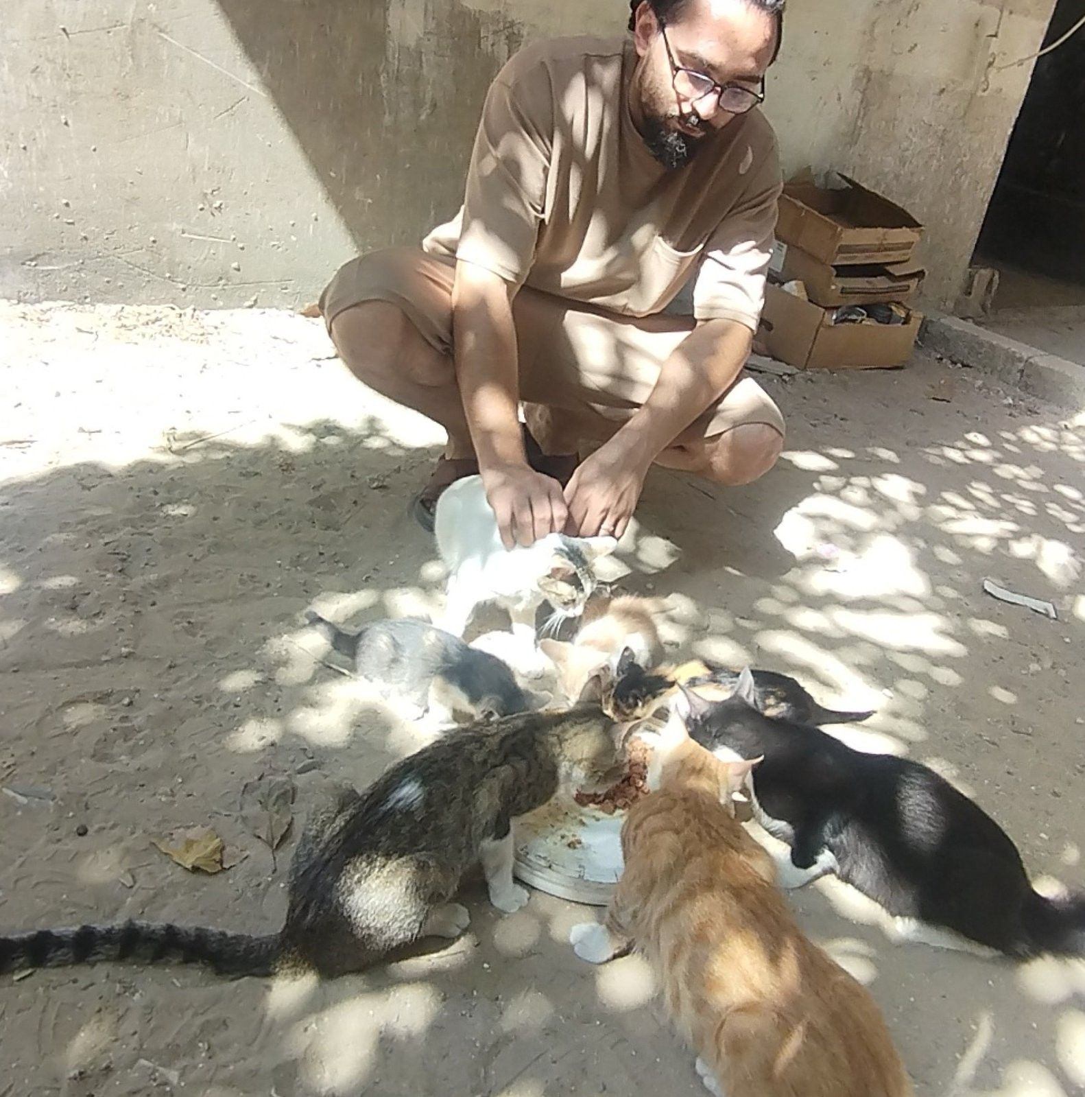 Feeding hungry street cats in Gaza The Animal Welfare Group team will ...