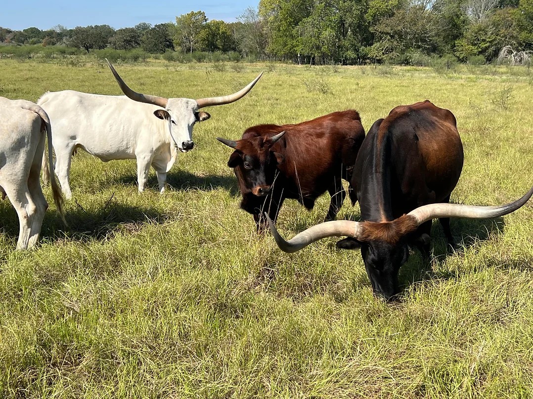 3 Points Ranch | Bryan TX