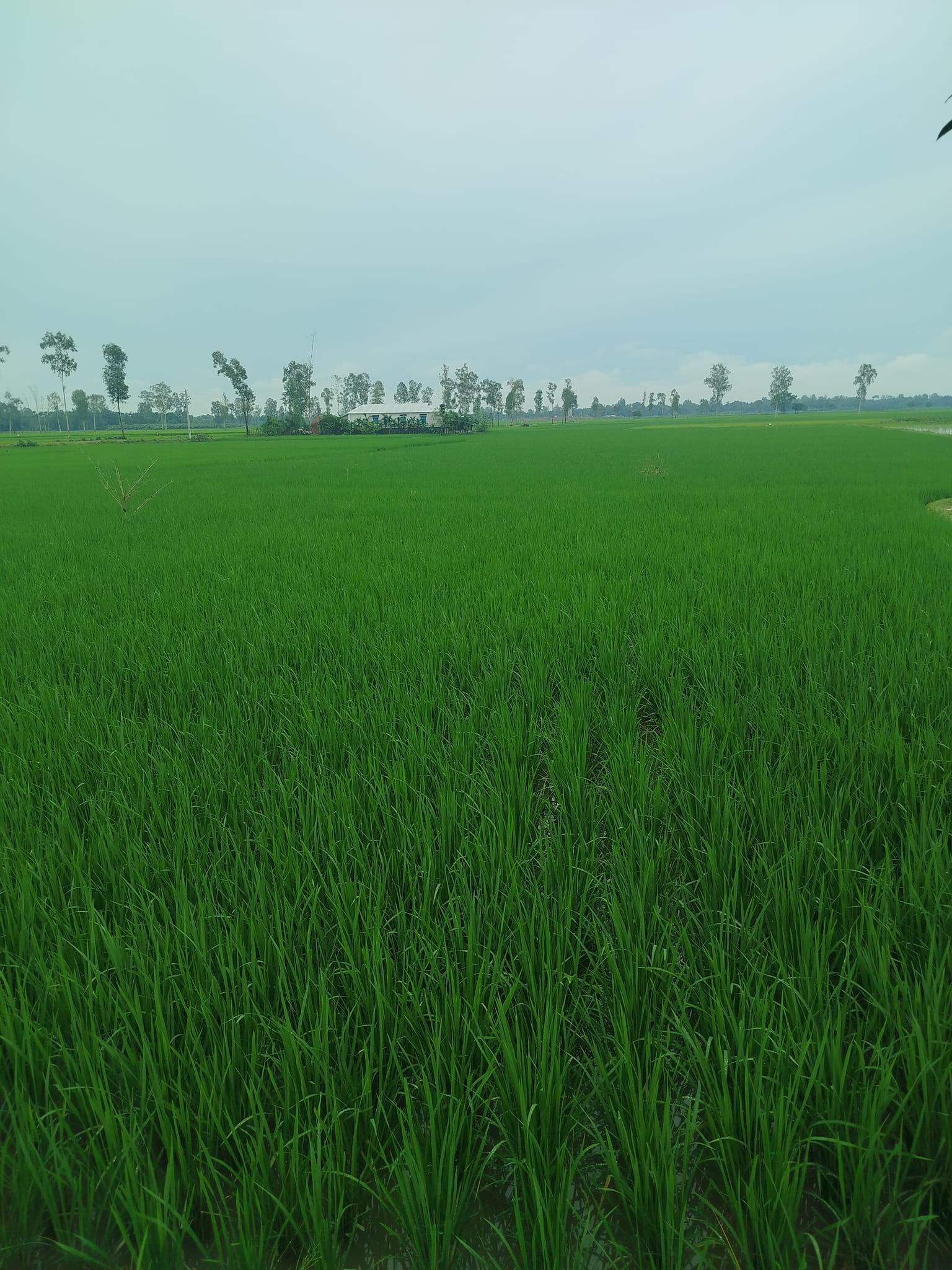 AP Pollob Roy | Rangpur