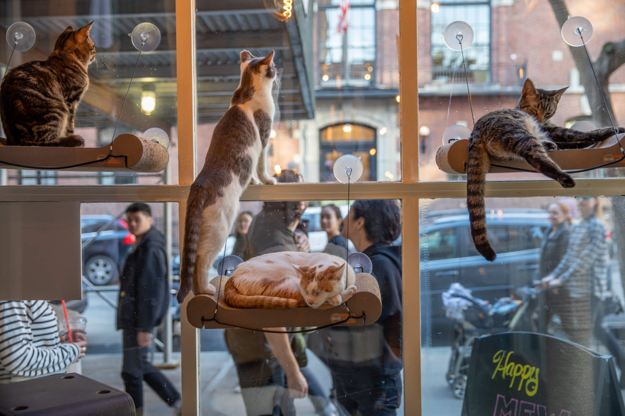 Cat Cafe Map