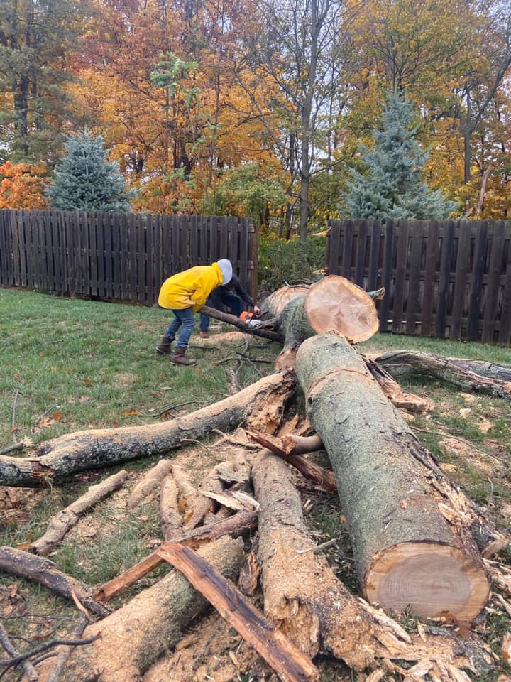 Cox's Tree Service | Franklin IN
