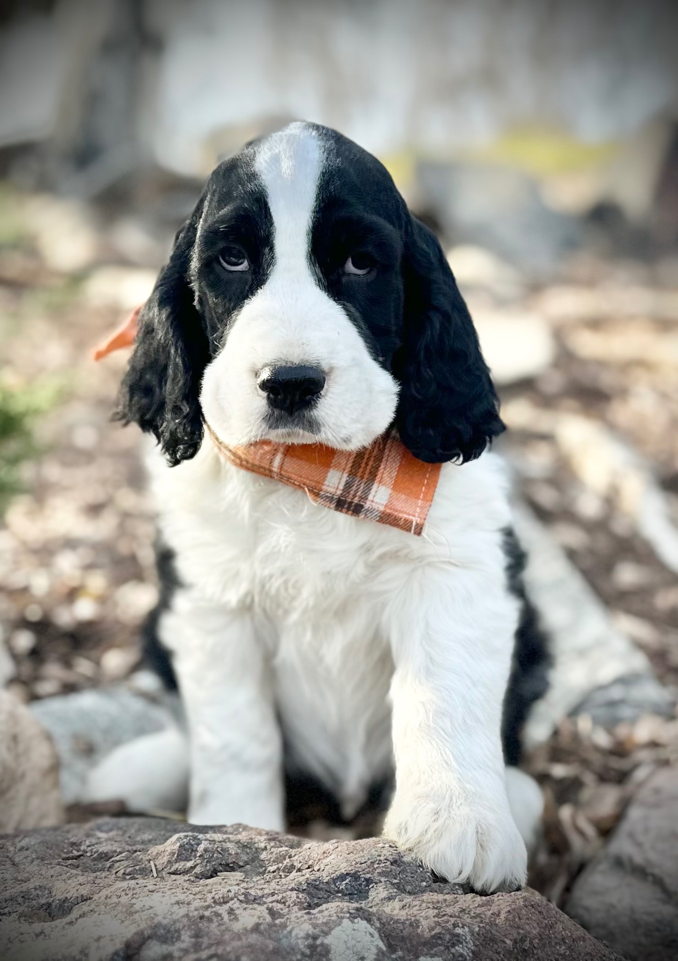 Orchard Hill Springer Spaniels | Spanish Fork UT