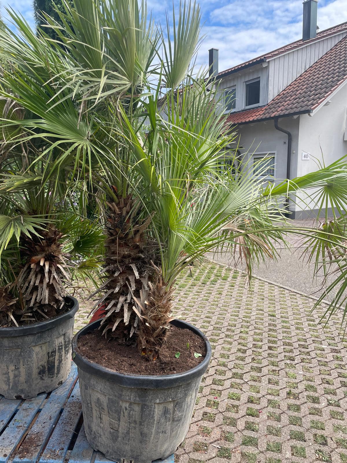 Euer Palmenexperte aus Nordheim 🌴 Beratung Verkauf Bepflanzung Pflege Intesse geweckt? Ruf mich gerne an