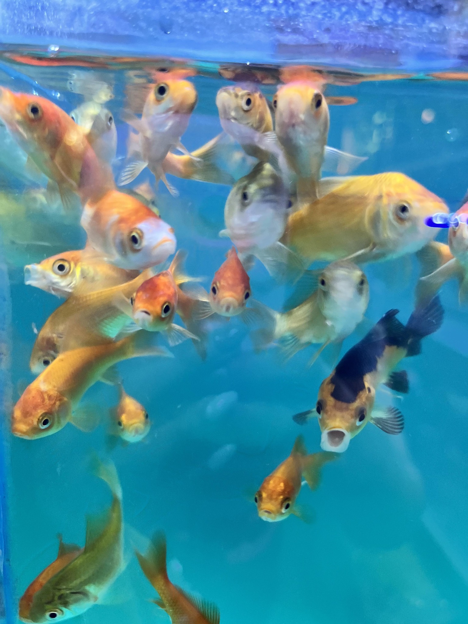 The Soul Fish