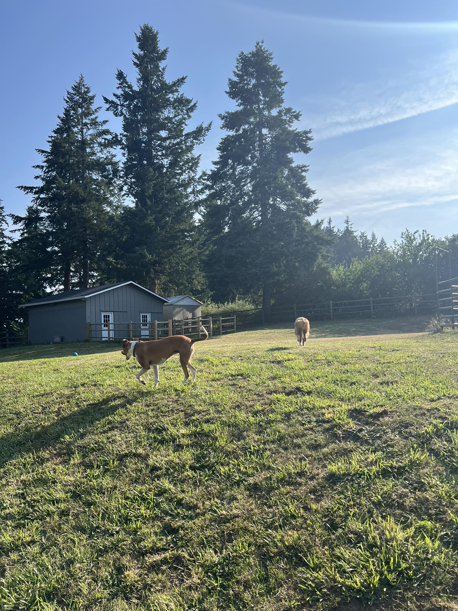 View of Paw Pasture, LLC - Dog Boarding & Daycare