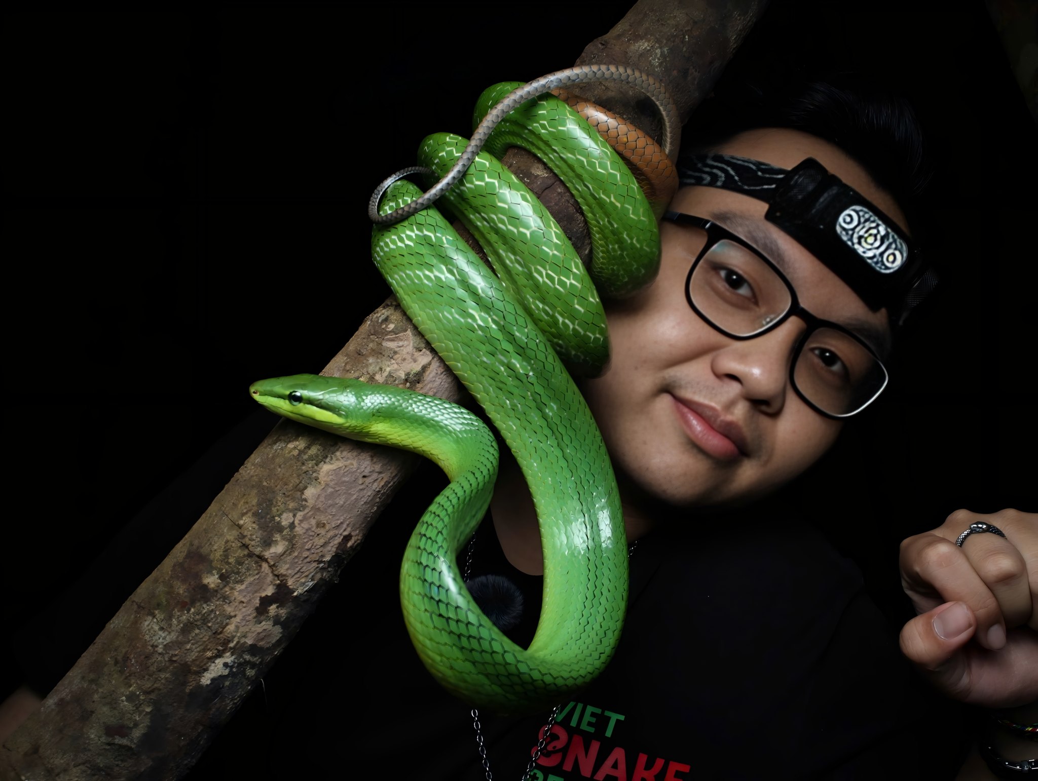 Rắn Rào Ngọc Bích (Boiga jaspidea) | #boxstudio #thegioidongvat # ...