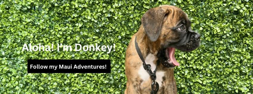 Donkey the Boxer