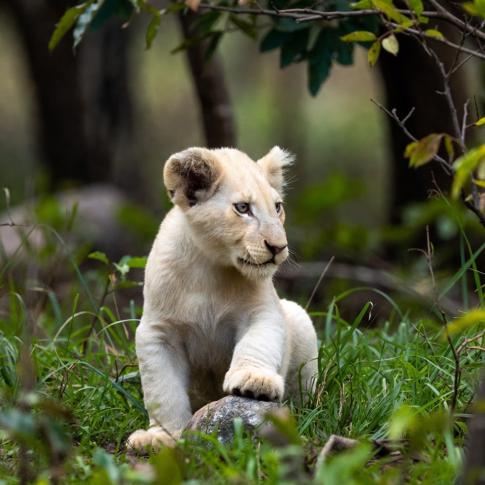 In the savannah, a honey badger clings to an ostrich’s leg as the bird ...
