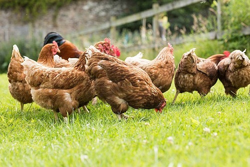 QUICK POULTRy MEDICINE GUIDE... - Inbuilt Quality Poultry | Facebook
