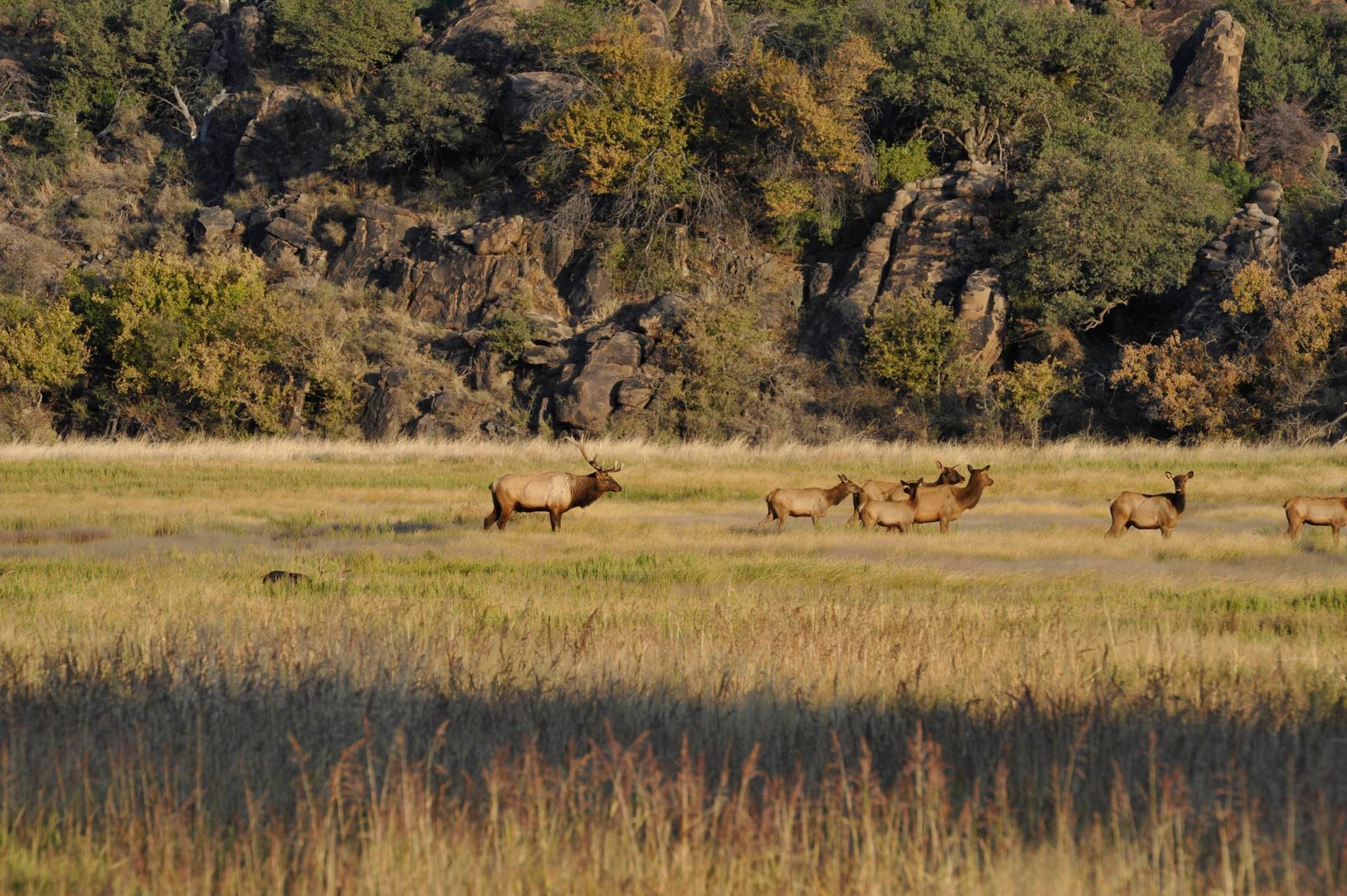 Frontier Ranch Sales | Alpine TX