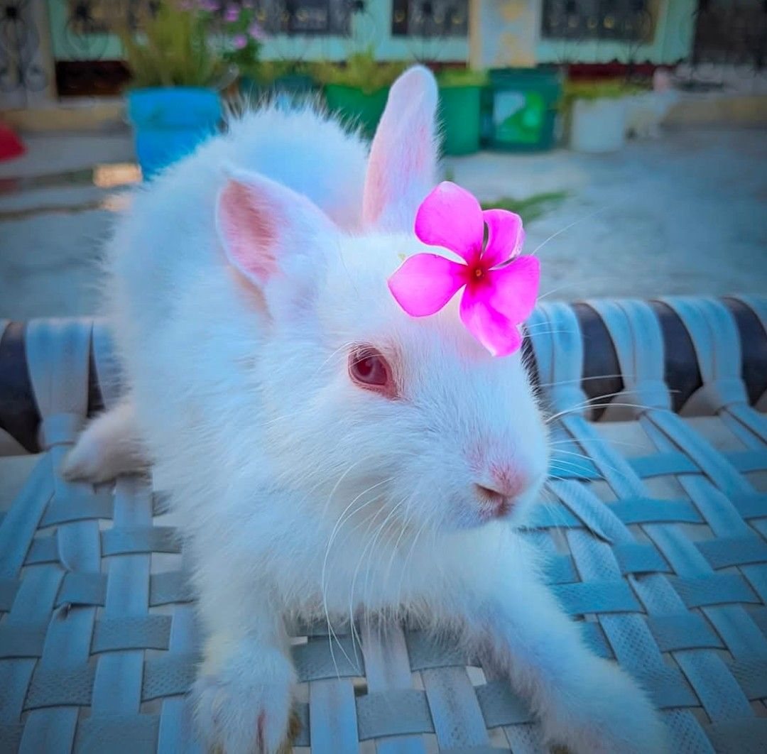 Catching this adorable rabbit happily munching away on some fresh ...