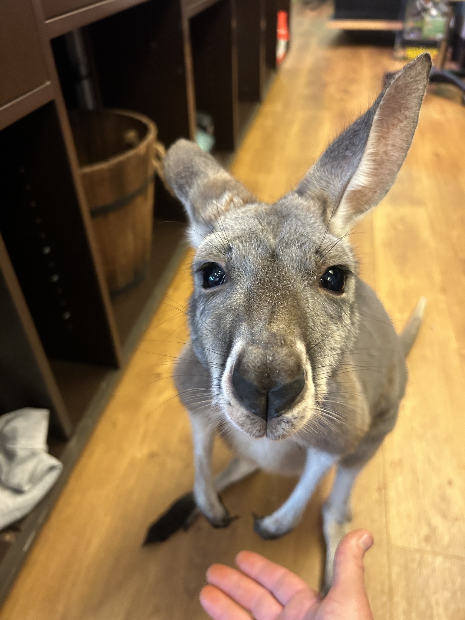 #kangroosc #roogrowingupoutsidethepouch #roo #exoticpets #animals # ...