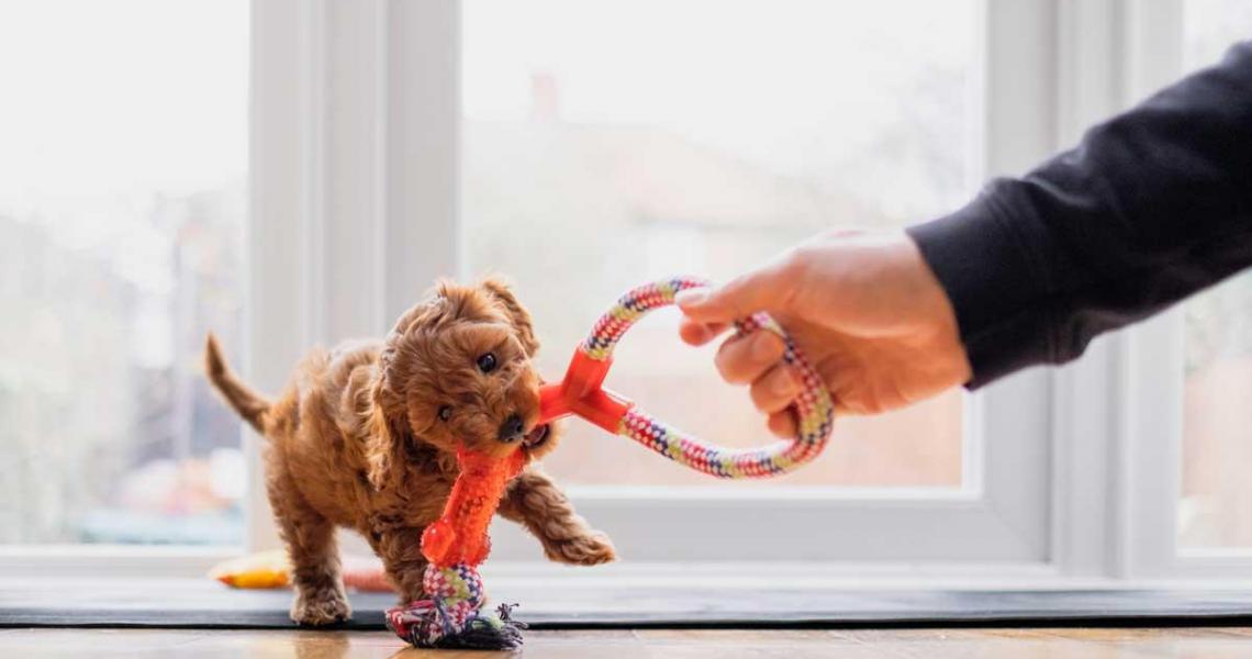 Mid-Ohio Cavapoos | Baltic OH