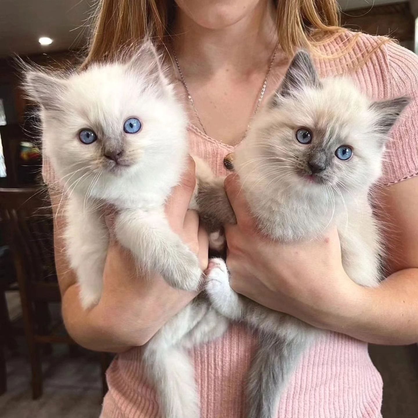 Ragdoll kittens for adoption in indiana | Indianapolis IN